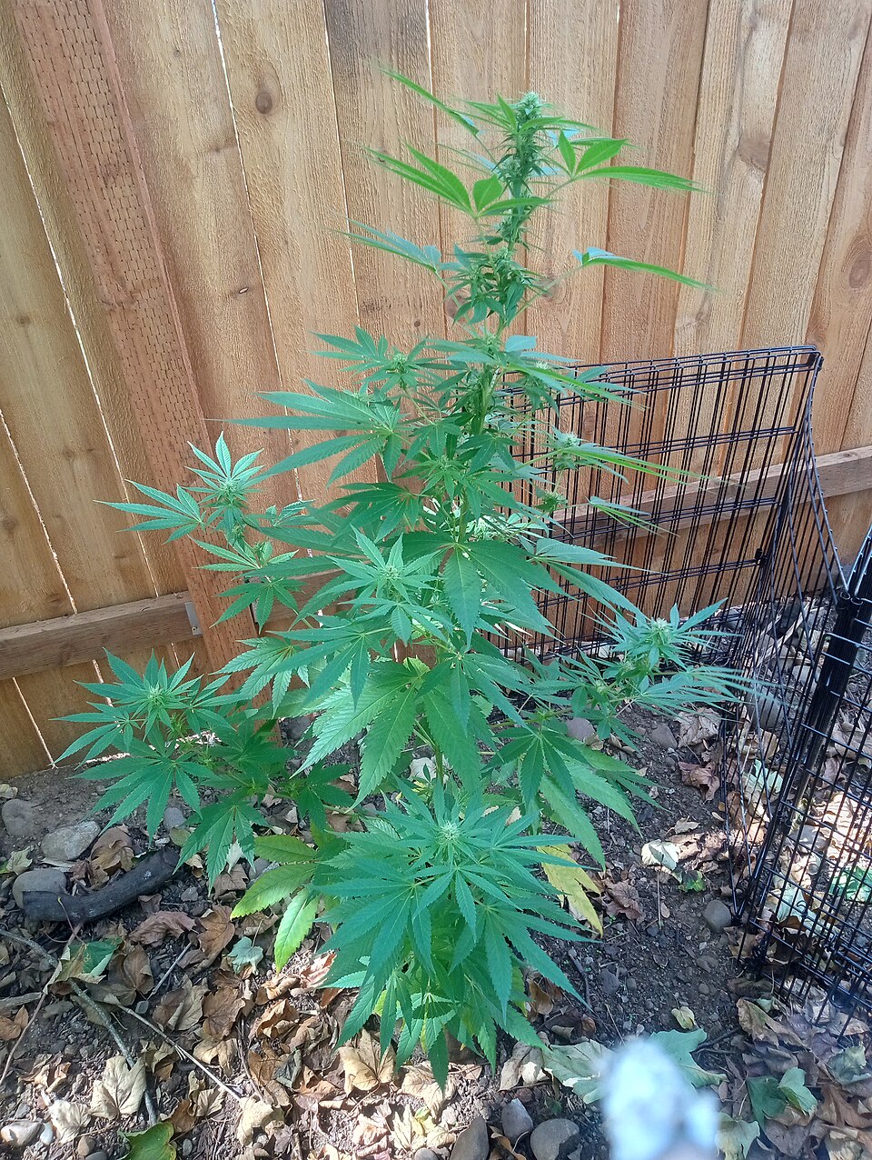 Acapulco Gold