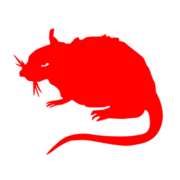 Stray Rats